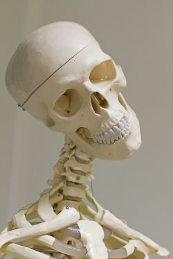 dorn-breuss Skelett grinst